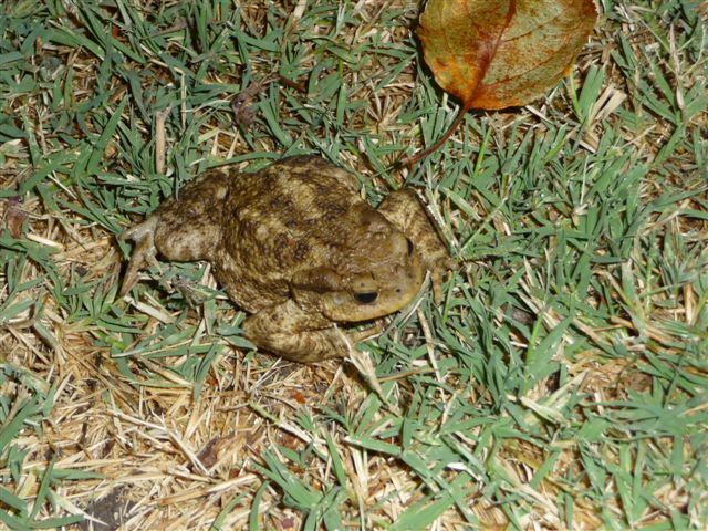 Rospo - Bufo bufo