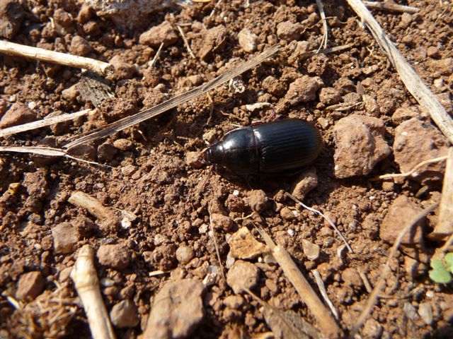 Zabrus ignavus? tenebrioides!