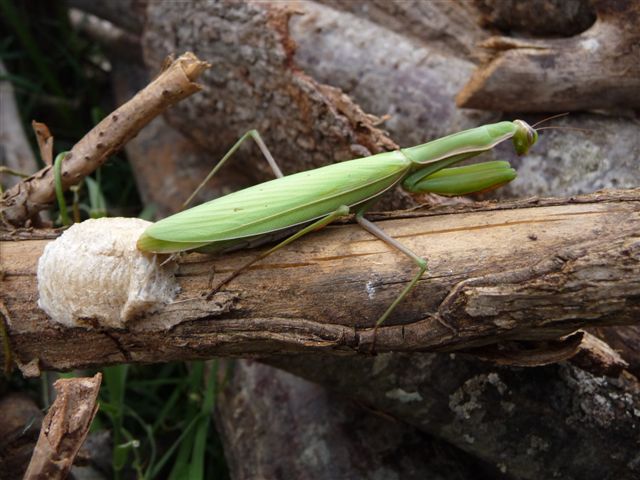Deposizione Mantis religiosa