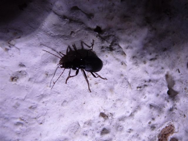 Laemostenus latialis? Sphodrus?? Laemostenus algerinus!!!