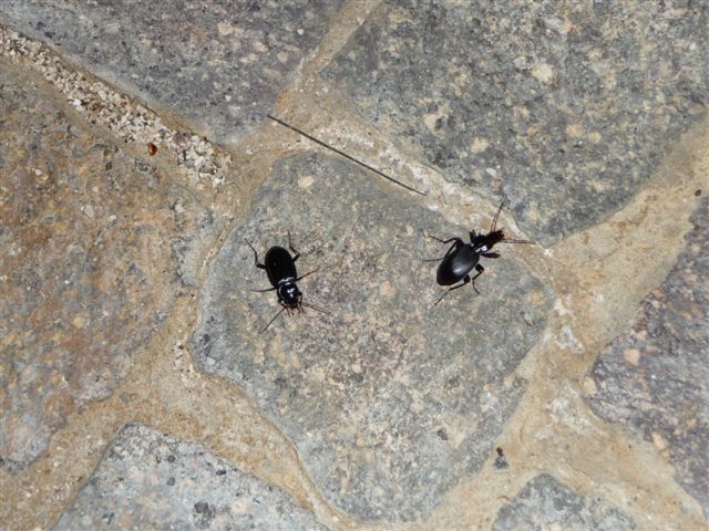 Laemostenus latialis? Sphodrus?? Laemostenus algerinus!!!