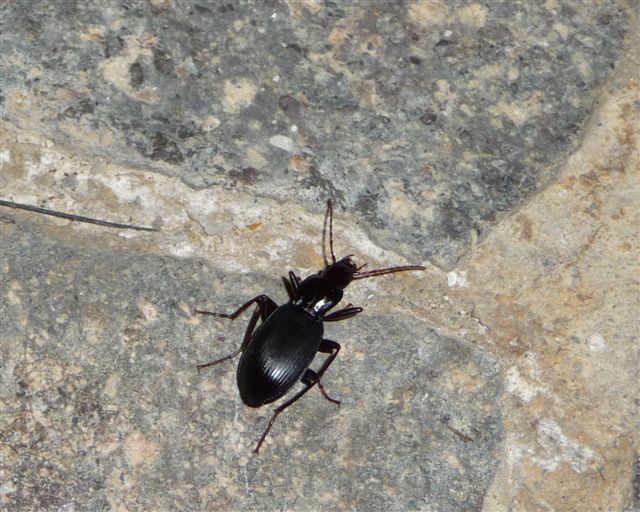 Laemostenus latialis? Sphodrus?? Laemostenus algerinus!!!