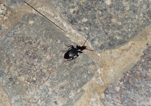 Laemostenus latialis? Sphodrus?? Laemostenus algerinus!!!