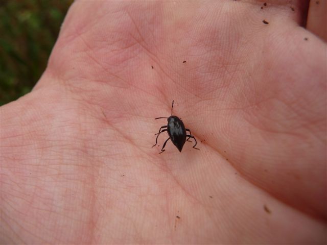 Scaphium immaculatum