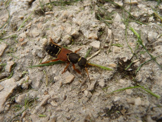 Staphylinus dimidiaticornis (Staphylinidae)