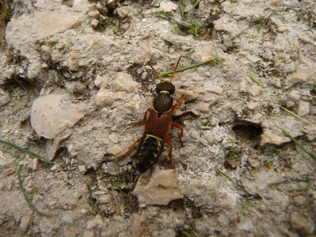 Staphylinus dimidiaticornis (Staphylinidae)