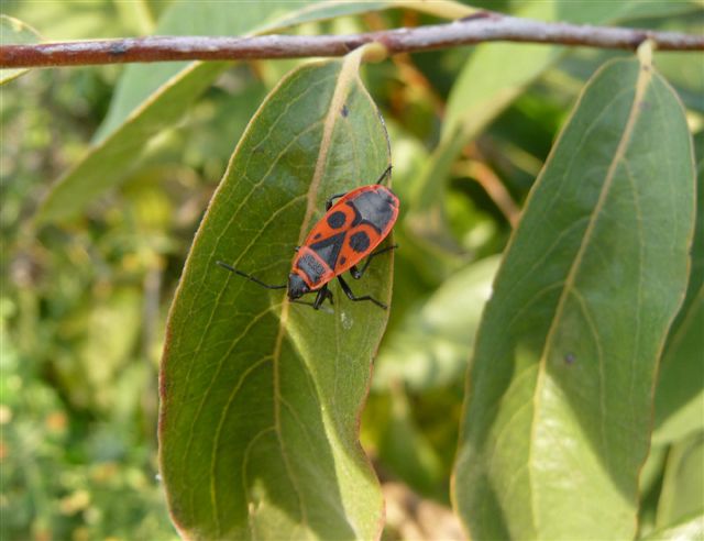 Pyrrhocoris apterus
