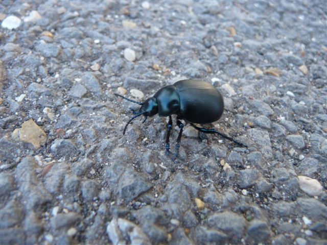 Timarcha nicaeensis e T. pratensis!!