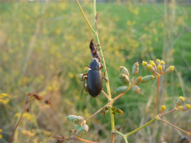 Pseudoophonus rufipes? Ophonus incisus