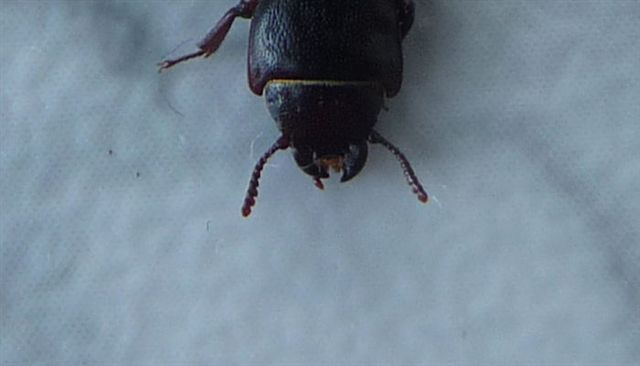 Tenebroides mauritanicus (Trogossitidae)??