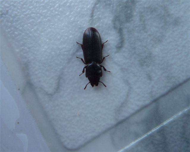 Tenebroides mauritanicus (Trogossitidae)??