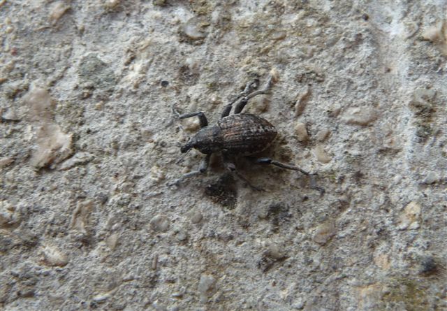 Donus philanthus (Curculionidae)
