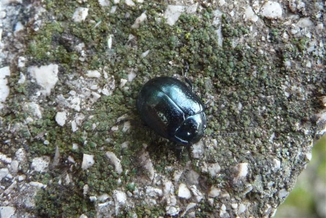 Chrysolina haemoptera (Chrysomelidae)? No, C. oricalcia