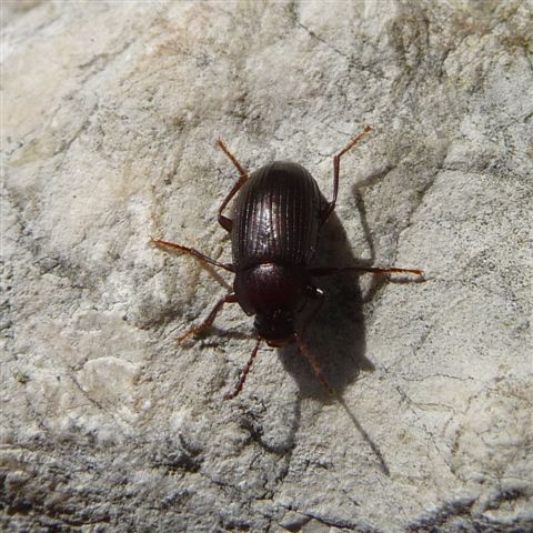 Nalassus dryadophilus?