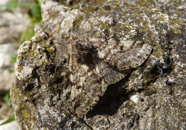 Lycia hirtaria (Geometridae)