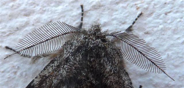 Lycia hirtaria (Geometridae)