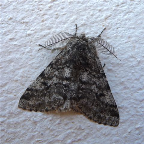 Lycia hirtaria (Geometridae)