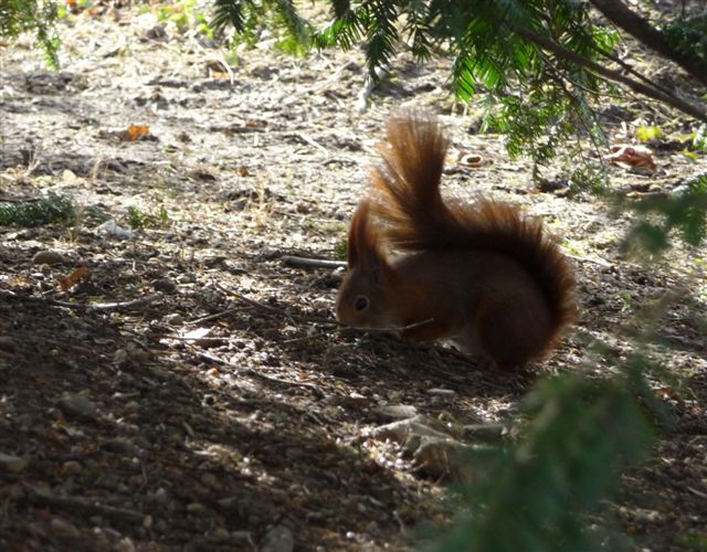 Scoiattolo rosso -Sciurus vulgaris   Vienna