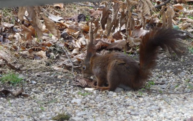 Scoiattolo rosso -Sciurus vulgaris   Vienna