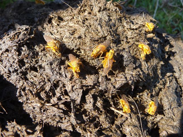 Mosche su escrementi di mucca: Scathophaga stercoraria