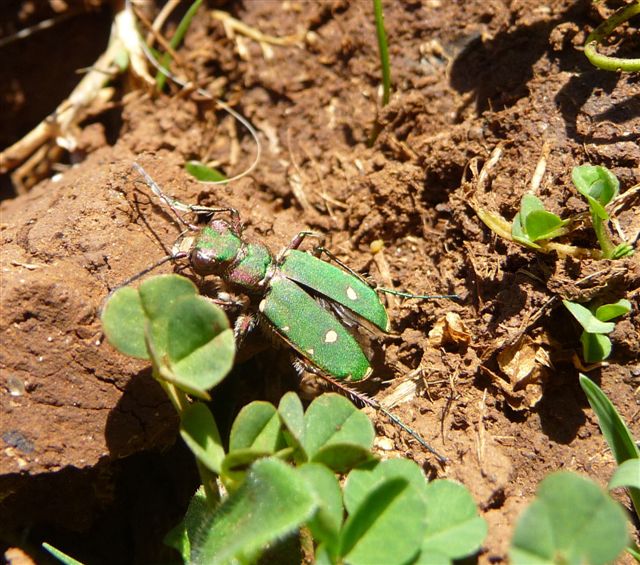 Cicindela campestris (Carabidae)