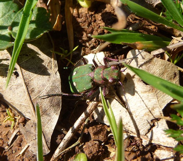 Cicindela campestris (Carabidae)