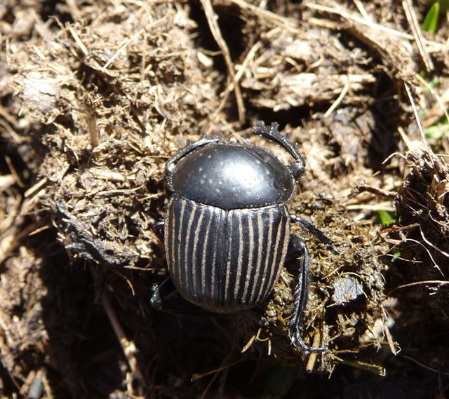 Scarabaeus laticollis (Scarabaeidae)