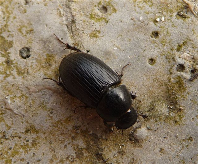 Aphodius sp. (Aphodiidae): Acrossus luridus