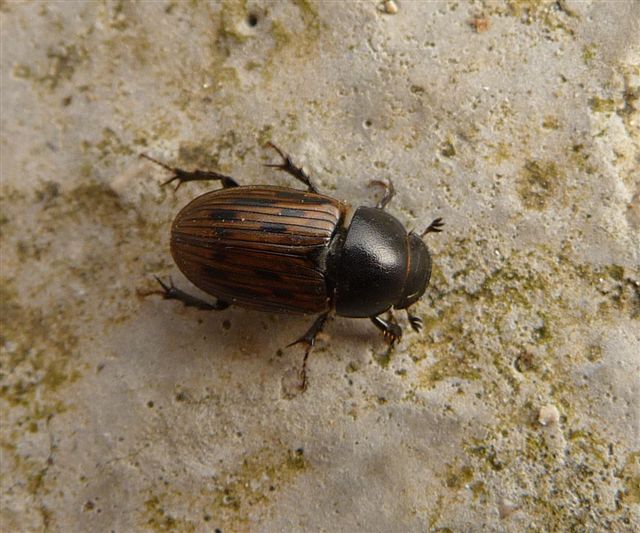 Aphodius sp. (Aphodiidae): Acrossus luridus