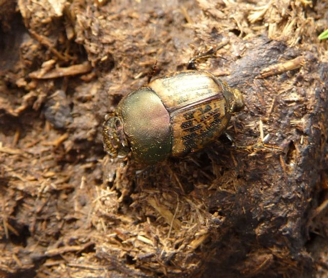 Onthophagus vacca (Scarabaeidae)?