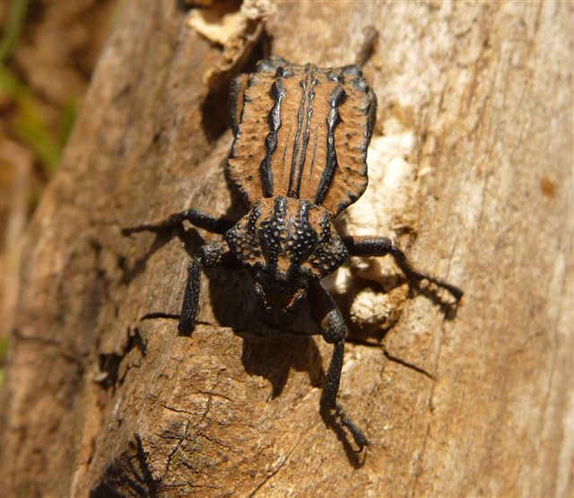 Brachycerus undatus (Brachyceridae)