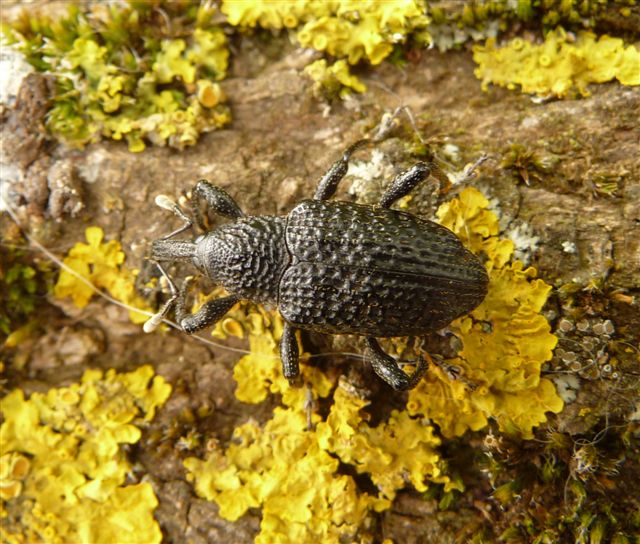 Grosso Curculionidae: Aclees taiwanensis