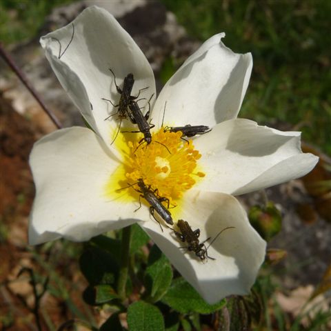 Oedemera atrata (Oedemeridae)