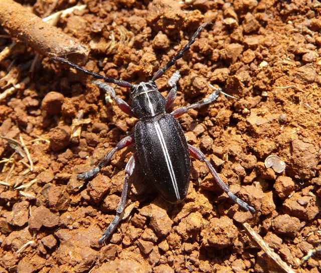 Dorcadion etruscum (Cerambycidae)