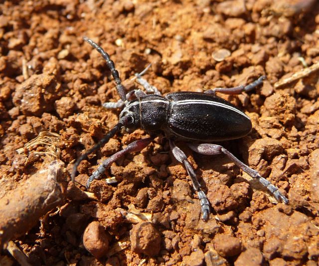 Dorcadion etruscum (Cerambycidae)