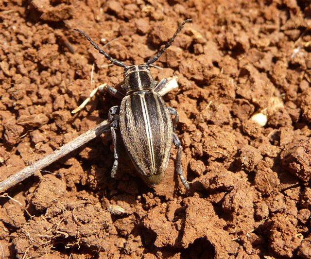 Dorcadion arenarium?No, Pedestredorcadion etruscum