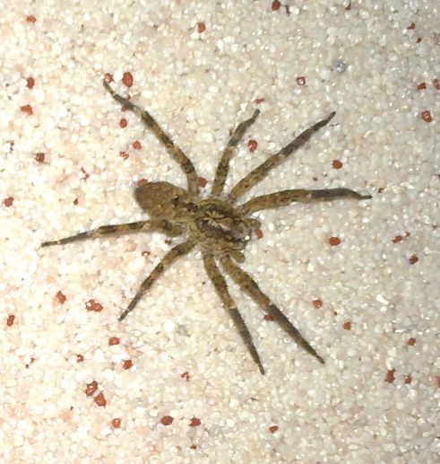 Zoropsis sp.