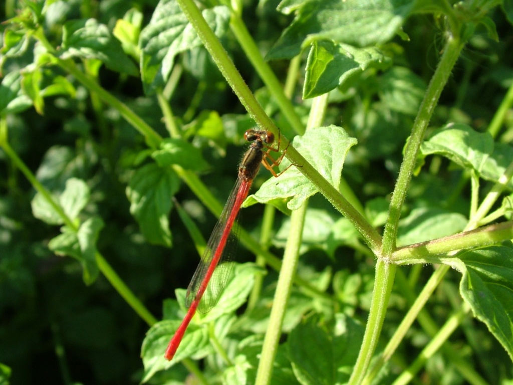 La bellezza dei dragoni volanti