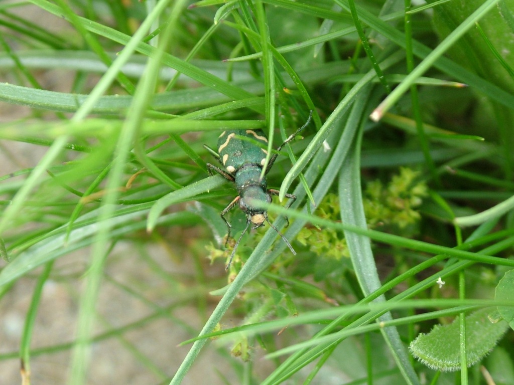 Aiuto id: Cicindela gallica