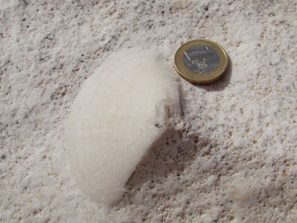 Bivalve da determinare