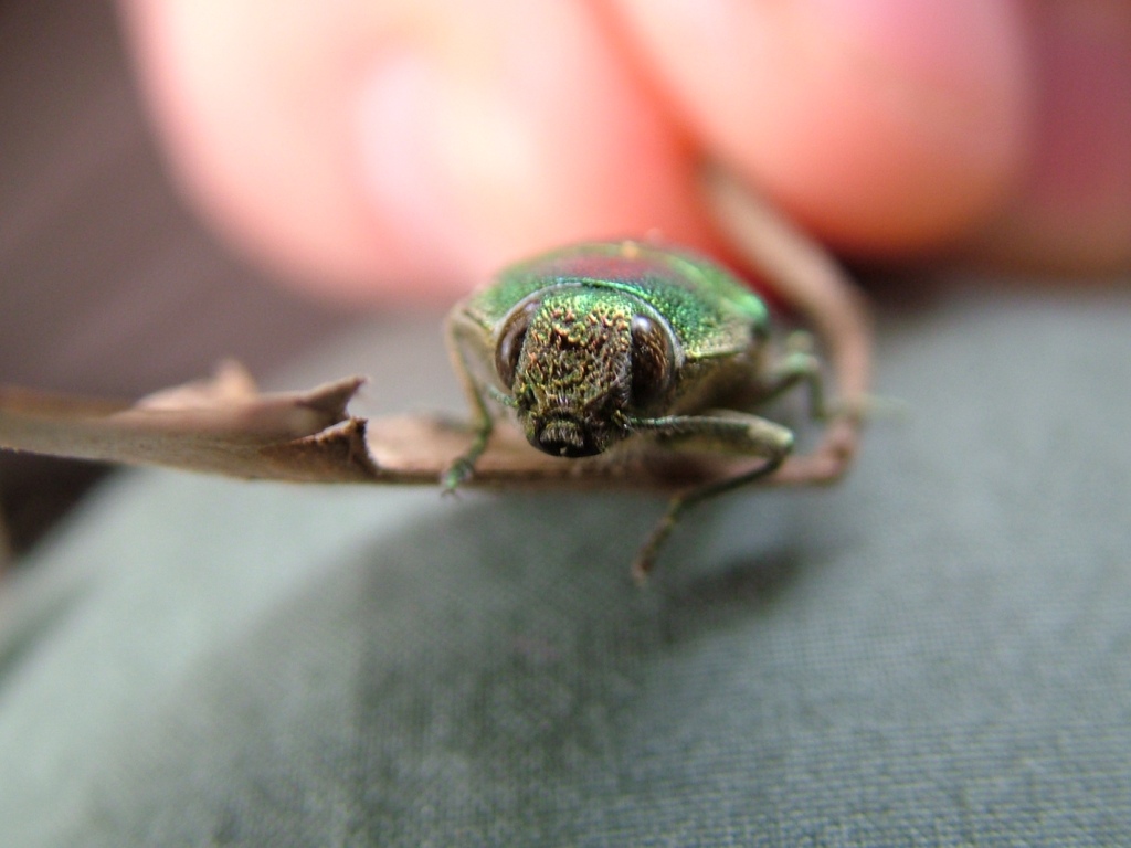 Latipalpis plana (Buprestidae)