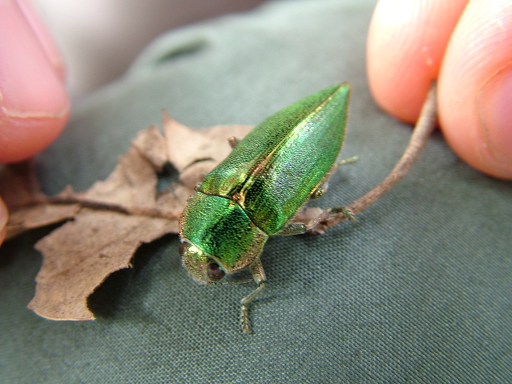 Latipalpis plana (Buprestidae)