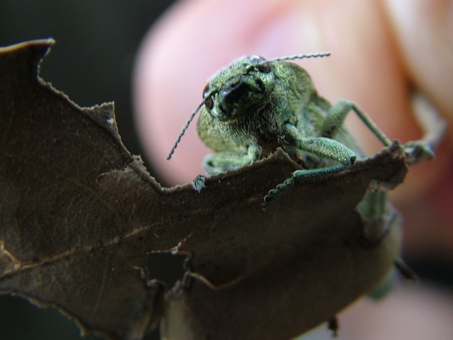 Latipalpis plana (Buprestidae)