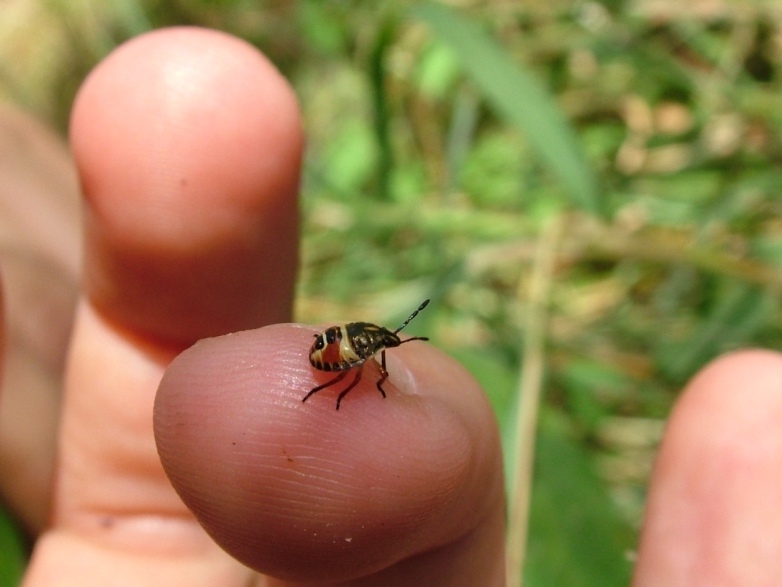 Nezara? No,  un giovane Carpocoris