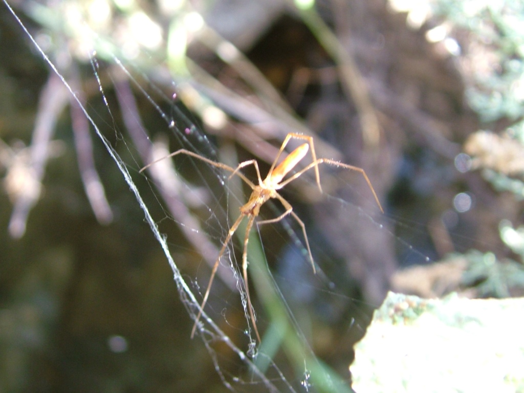 Tetragnatha sp.