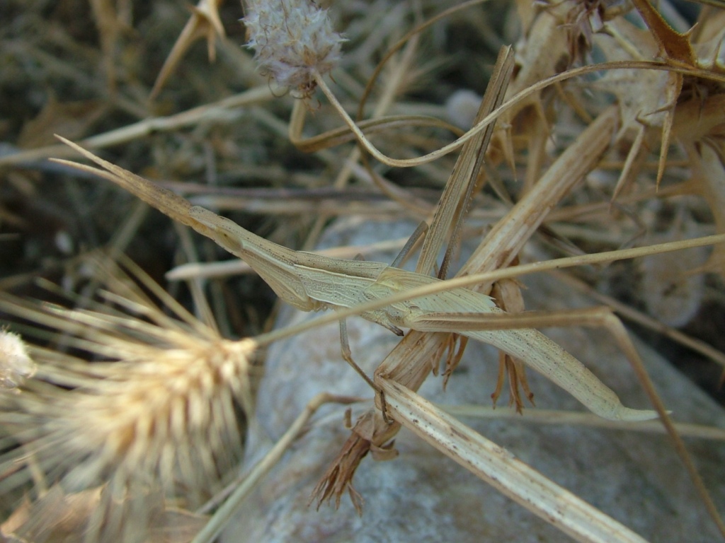 Acrididae, Acridinae (Truxalis/Acrida)