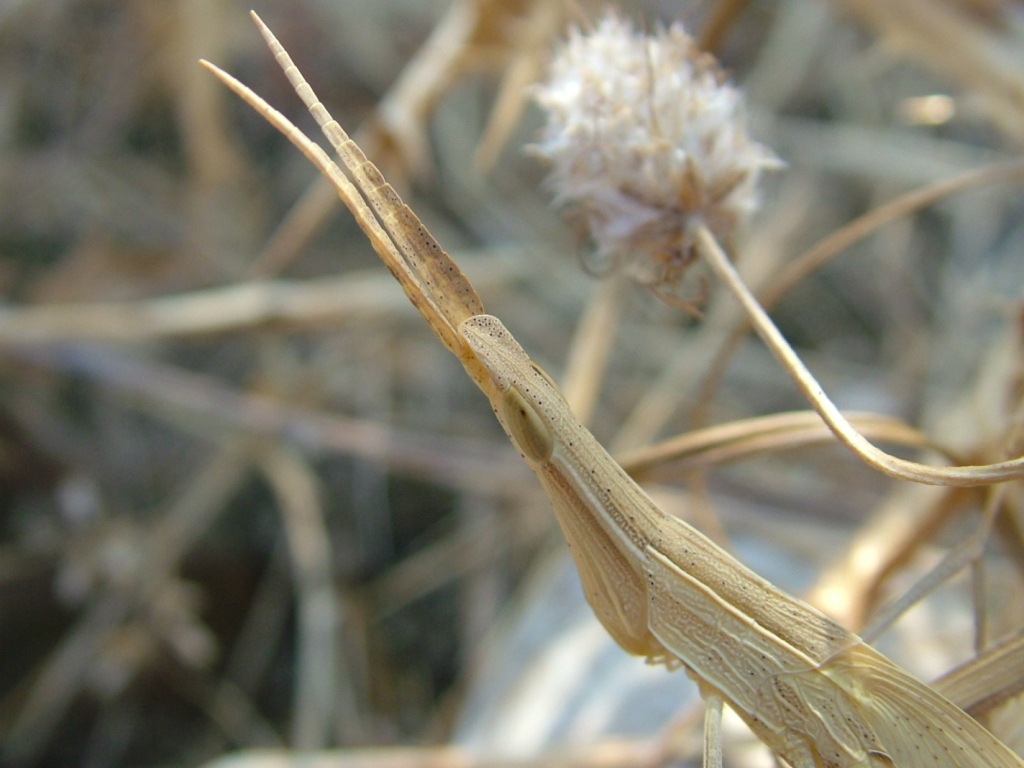 Acrididae, Acridinae (Truxalis/Acrida)