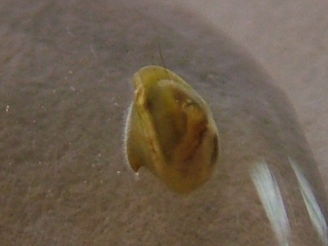 Cypris bispinosa