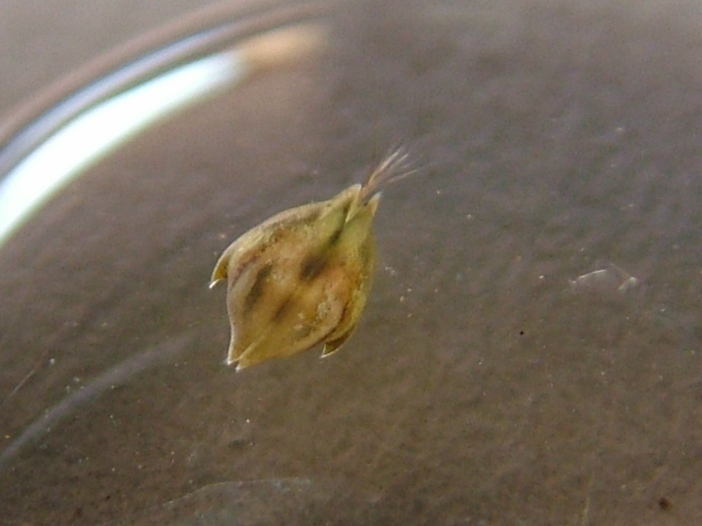Cypris bispinosa