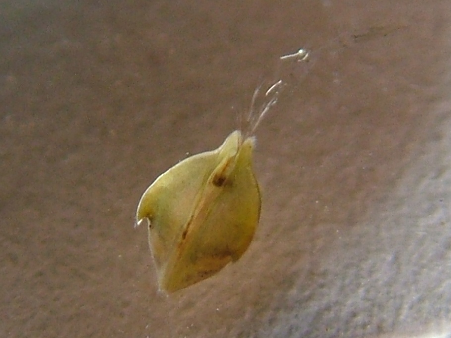 Cypris bispinosa
